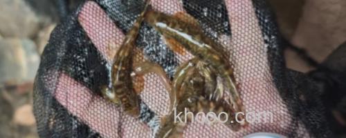 琼中拟平鳅是什么鱼？_0