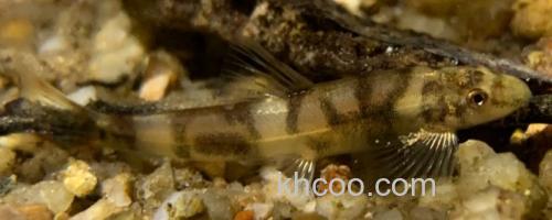 澜沧江华平鳅是什么鱼？_0