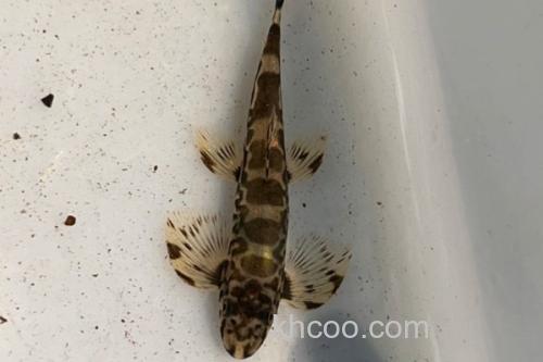 澜沧江华平鳅是什么鱼？_1