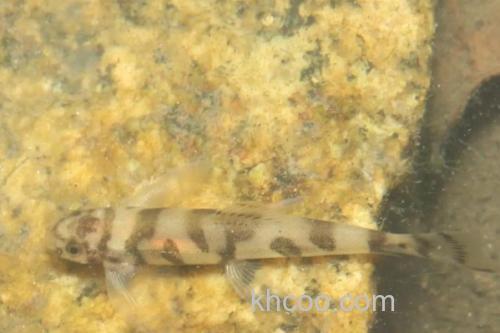 琼中拟平鳅是什么鱼？_3