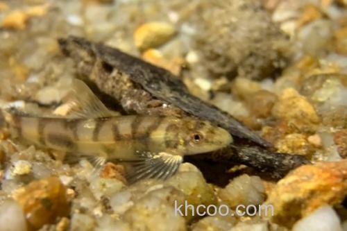 澜沧江华平鳅是什么鱼？_2