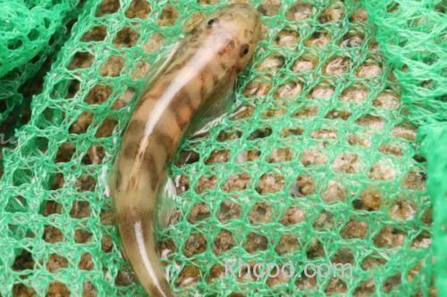 澜沧江华平鳅是什么鱼？_3