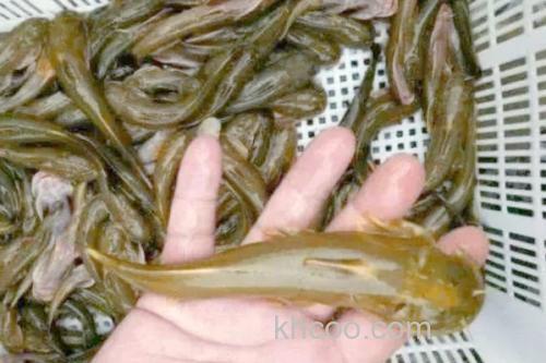 汉水后平鳅是什么鱼？_1