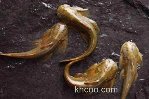 汉水后平鳅是什么鱼？_3
