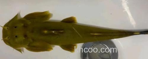 汉水后平鳅是什么鱼？_0