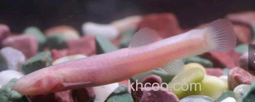 无眼平鳅是什么鱼？_0