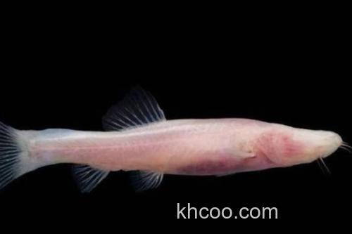 无眼平鳅是什么鱼？_2