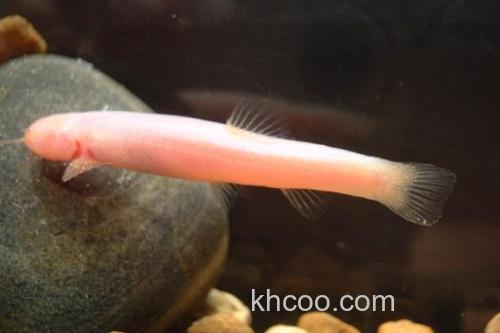 无眼平鳅是什么鱼？_1