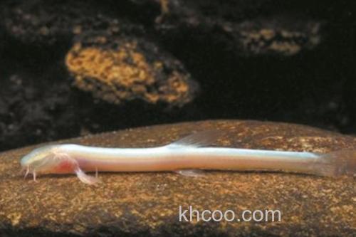 无眼平鳅是什么鱼？_3