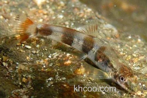 拟平鳅是什么鱼？_1