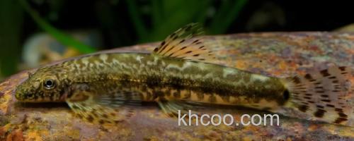 拟平鳅是什么鱼？_0