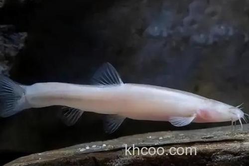 无眼平鳅是什么鱼？_4