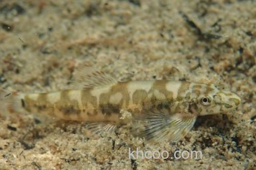 广西华平鳅是什么鱼？_1