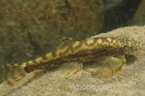 拟平鳅是什么鱼？_3