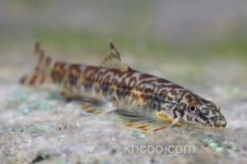 拟平鳅是什么鱼？_2