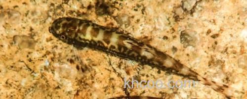 广西华平鳅是什么鱼？_0