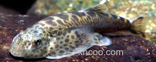 峨眉后平鳅是什么鱼？_0