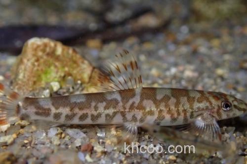 广西华平鳅是什么鱼？_2