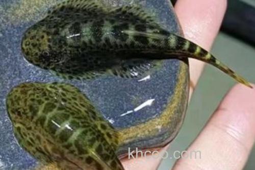 峨眉后平鳅是什么鱼？_1