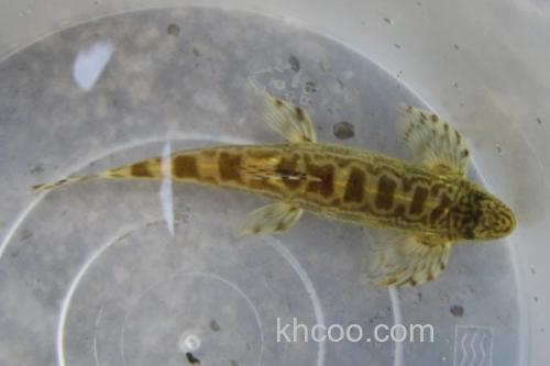 广西华平鳅是什么鱼？_3