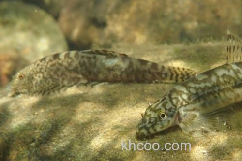 峨眉后平鳅是什么鱼？_2