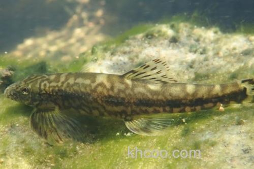 峨眉后平鳅是什么鱼？_3