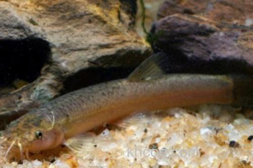 叉尾平鳅是什么鱼？_1