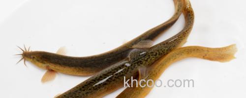 叉尾平鳅是什么鱼？_0