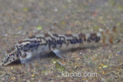 云南平鳅是什么鱼？_1