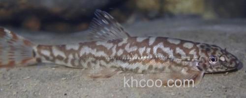 云南平鳅是什么鱼？_0