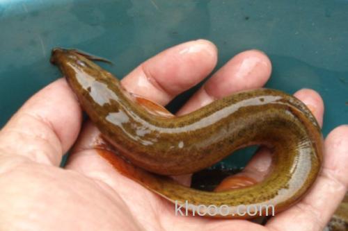 叉尾平鳅是什么鱼？_2