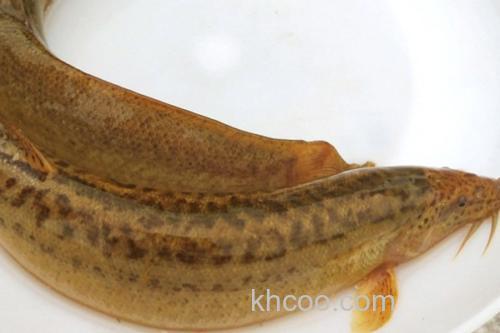 叉尾平鳅是什么鱼？_3