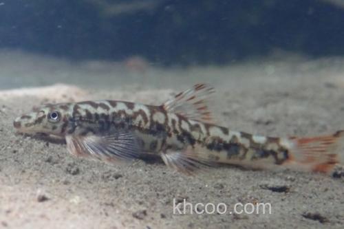 云南平鳅是什么鱼？_2