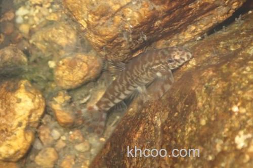 云南平鳅是什么鱼？_3