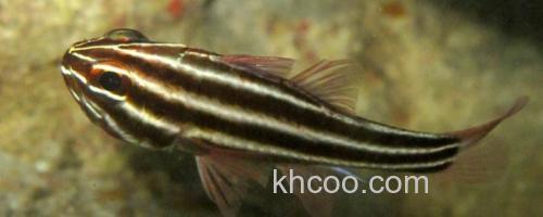 黑带天竺鲷是什么鱼？_0
