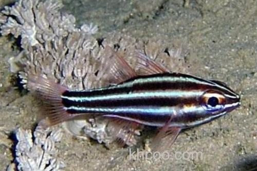 黑带天竺鲷是什么鱼？_2