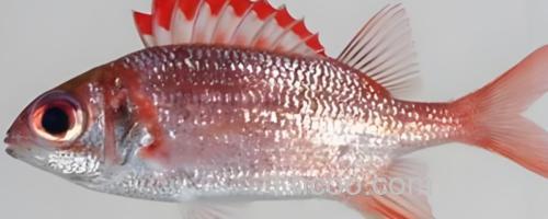 陈氏天竺鲷是什么鱼？_0