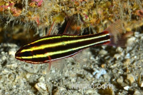 黑带天竺鲷是什么鱼？_1