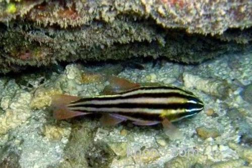 黑带天竺鲷是什么鱼？_3