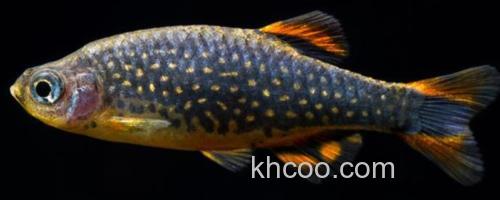 阿纳兹管竺鲷是什么鱼？_0