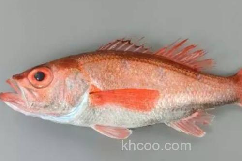 陈氏天竺鲷是什么鱼？_1