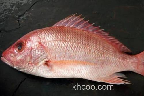 陈氏天竺鲷是什么鱼？_3