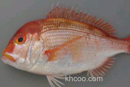 陈氏天竺鲷是什么鱼？_2