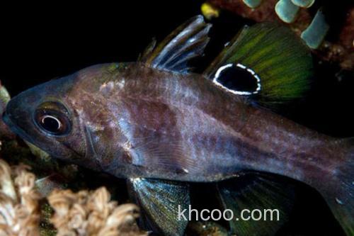 阿纳兹管竺鲷是什么鱼？_2