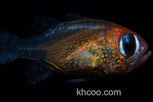 阿纳兹管竺鲷是什么鱼？_1