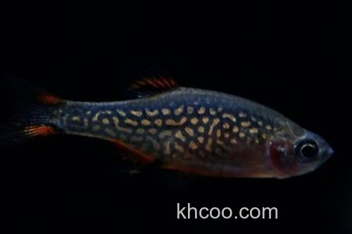 阿纳兹管竺鲷是什么鱼？_3