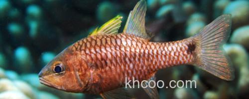 长棘天竺鲷是什么鱼？_0