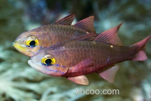 长棘天竺鲷是什么鱼？_3