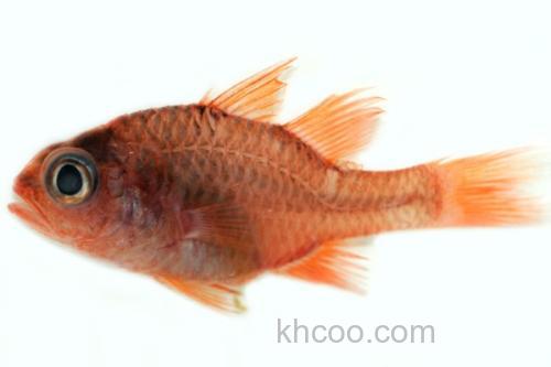 长棘天竺鲷是什么鱼？_1