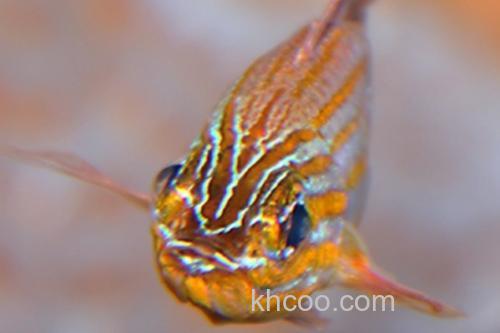 金线天竺鲷是什么鱼？_3